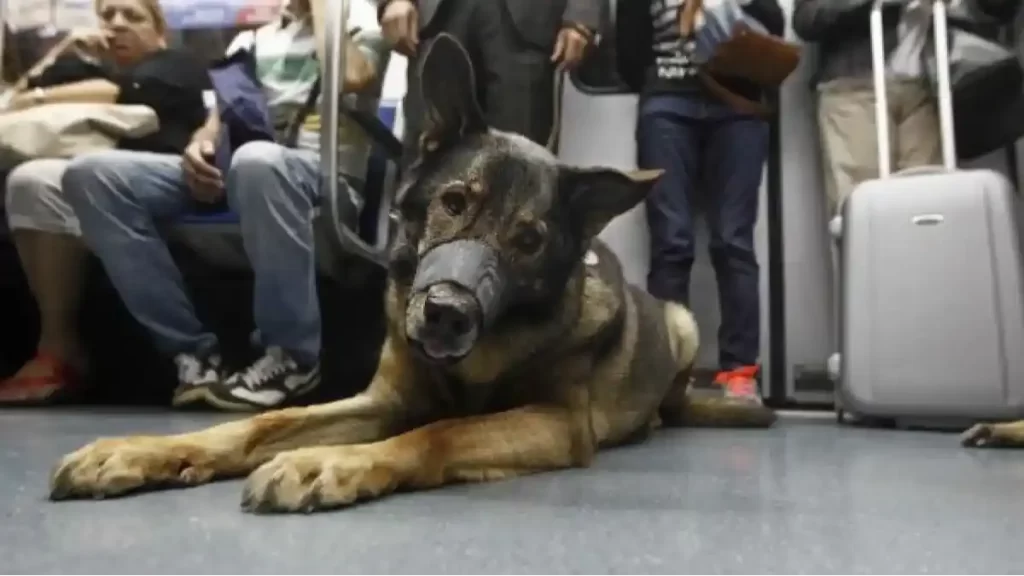 Perros Metro Barcelona