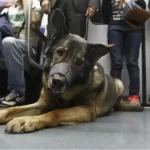 Perros Metro Barcelona